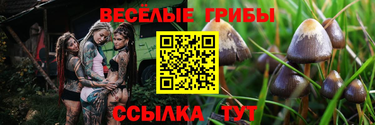 Псилоцибиновые грибы Psilocybe  Галлюциногенные грибы ЛСД  Вход с VPN  Звенигород 